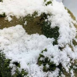 NIEVE RECIENTE x 250 ml – Alquimia Diorámica